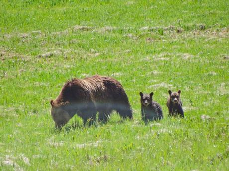 baären mit jungen im yellowstone nationalpark
