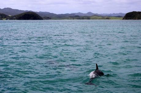 Die Delfinjagd in Taiji wird kurzfristig verschoben