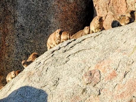klippschliefer-namibia