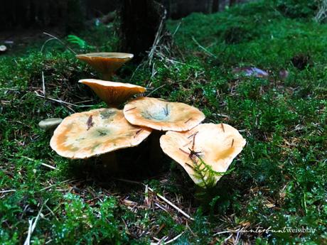 Pilze sammeln – Das Gold des Waldes
