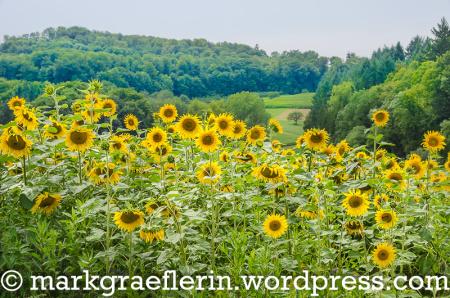 Ein Sonnenblumenfeld im Markgräflerland