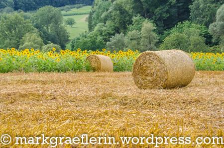 Ein Sonnenblumenfeld im Markgräflerland