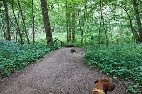 Einsame Wege und belebte Highligts – Westerwald-Steig mit Hund Etappe 4
