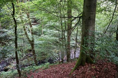 Einsame Wege und belebte Highligts – Westerwald-Steig mit Hund Etappe 4