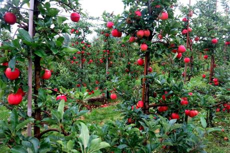 Der Lepkeshof in Dümpten: Äpfel selber pflücken