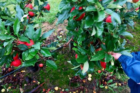 Der Lepkeshof in Dümpten: Äpfel selber pflücken
