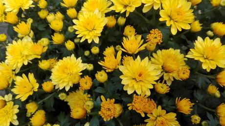Foto: Gelbe Chrysanthemen