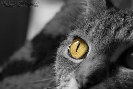 Richie´s Blick auf die Welt #Katzen #Kuscheln #Wild
