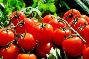 Tomaten leiden unter stark wechselnder Witterung