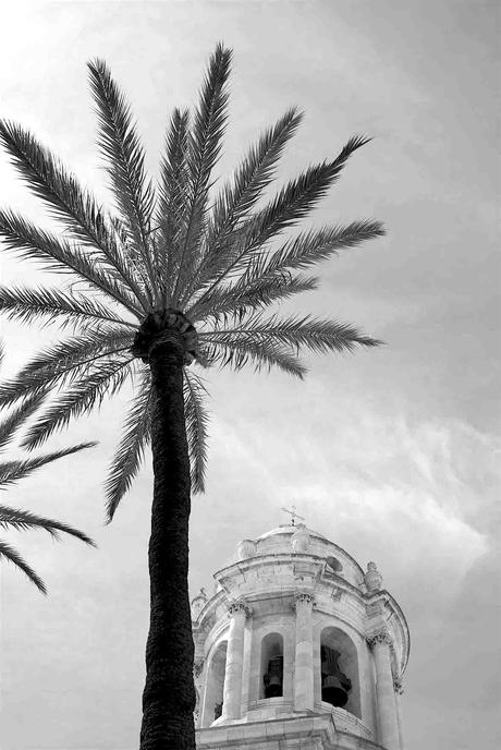 Palm Tree overlooking the Cathedral of Cádiz