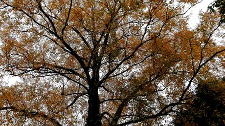 Foto: Eine Birke im Herbstkleid