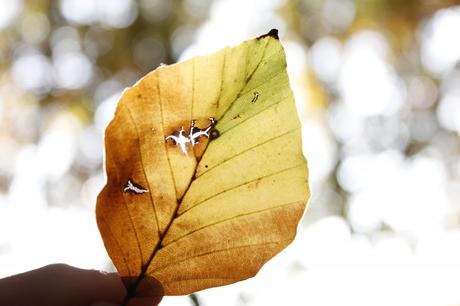 Bunte Blätter, frischer Wind. Ich glaube es wird Herbst mein Kind! #Blogparade „Herbststurm“