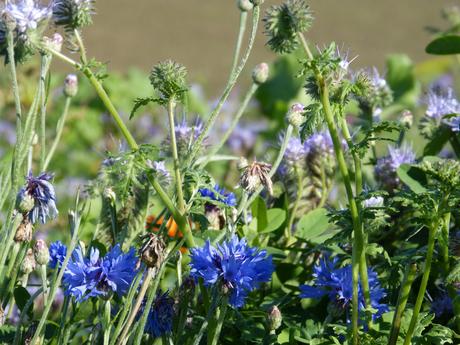 Das mit dem Blumenschmuck