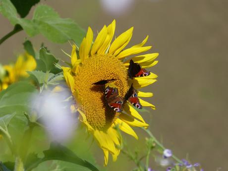 Das mit dem Blumenschmuck