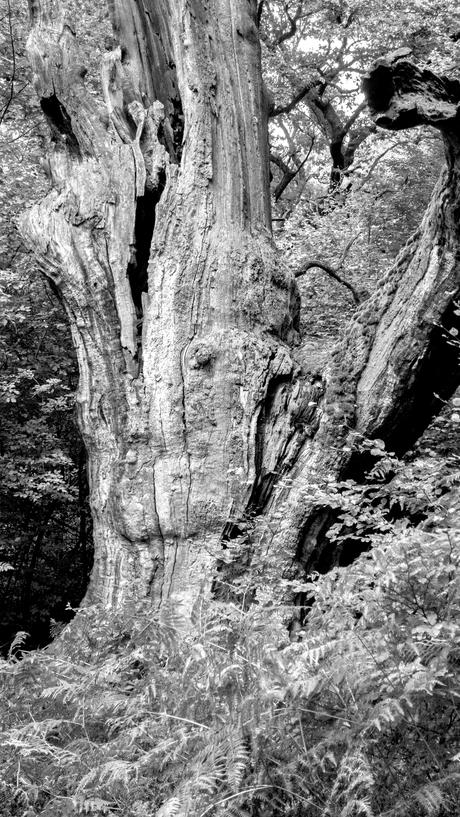 Urwald Sababurg (Reinhardswald): Primeval Forest left over to Nature