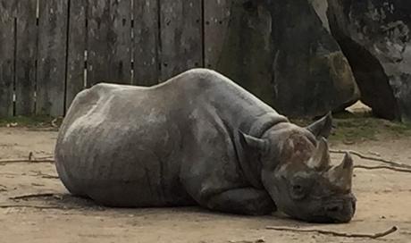 Kuriose Feiertage - 22. September - Welt-Nashorn-Tag - World Rhino Day (c) 2016 Familie Giese