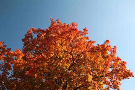Foto: Heute ist der kalendarische Herbstanfang