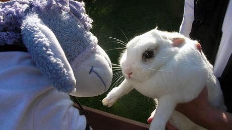 Kuriose Feiertage: Internationaler Tag des Hasen – International Rabbit Day - 1 (c) 2014 Sven Giese