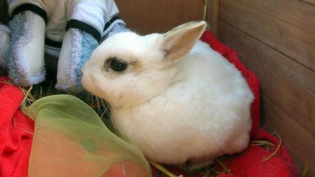 Kuriose Feiertage: Internationaler Tag des Hasen – International Rabbit Day - 2 (c) 2014 Sven Giese