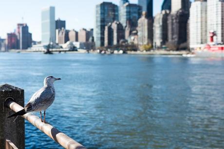 Eine Möwe blickt von Roosevelt Island über den East River nach Manhattan - Kuriose Feiertage: World Rivers Day (c) 2017 Sven Giese