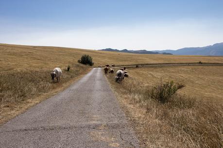 Unser Roadtrip nach Montenegro - Durmitor National Park - Kühe in der Nähe von Trsa