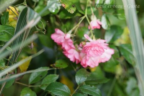 Der Garten im August/September