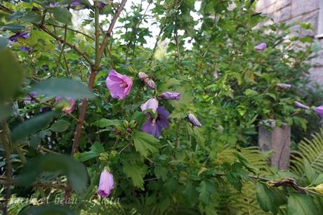 Der Garten im August/September