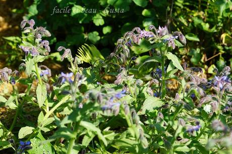 Der Garten im August/September