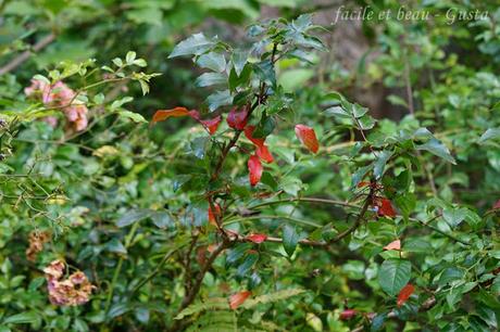 Der Garten im August/September