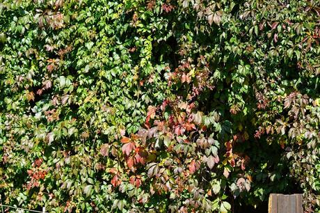 Der Garten im August/September