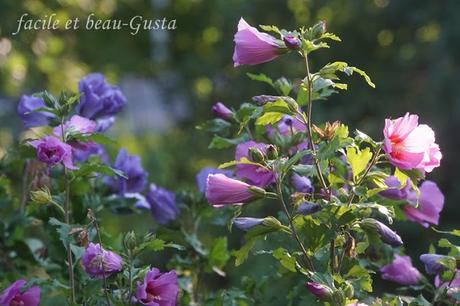 Der Garten im August/September