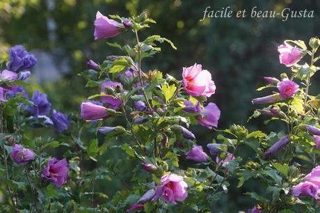 Der Garten im August/September