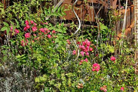 Der Garten im August/September