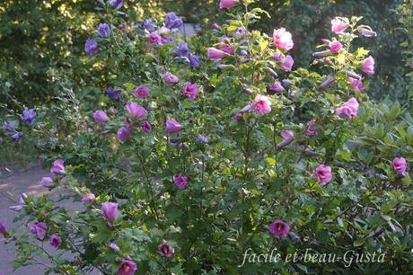 Der Garten im August/September