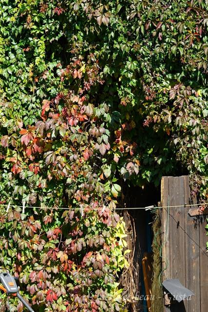 Der Garten im August/September