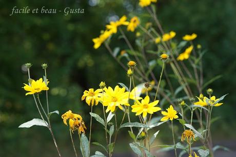 Der Garten im August/September