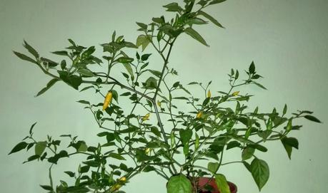 Foto: Gelbe Chilies am Strauch