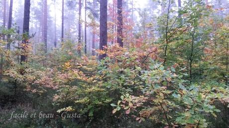 H54F/KW40/2017 H54F/KW40/2017