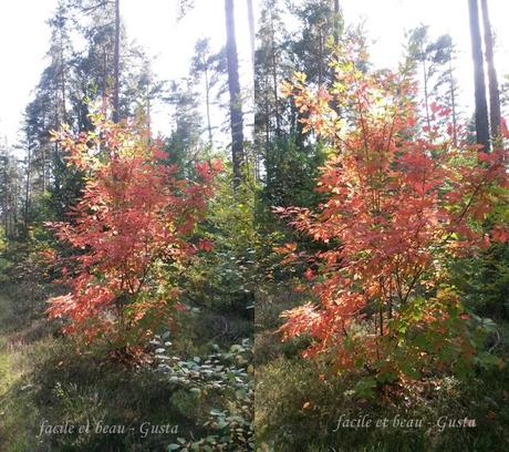 H54F/KW40/2017 H54F/KW40/2017