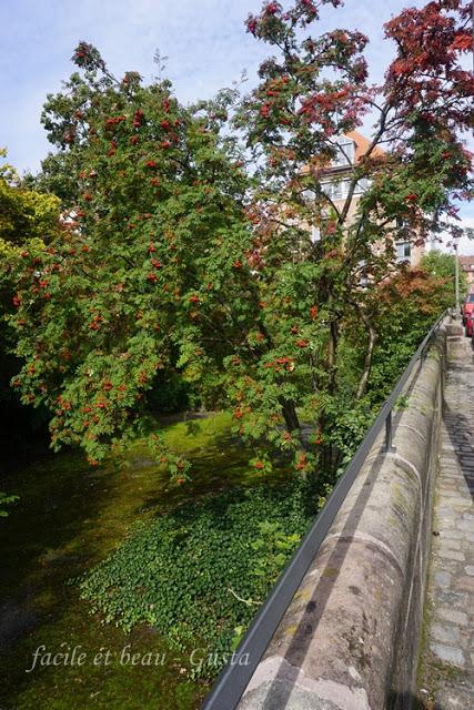 Natur im Stadtgarten
