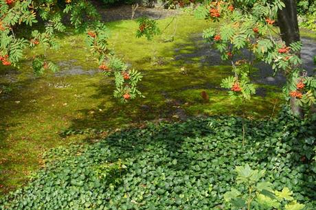 Natur im Stadtgarten