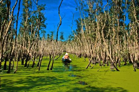 Der Tra Su Mangrove Wald in Mekong Delta