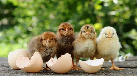 Japanische Forscher züchten Hühner, die Eier mit Medizin legen