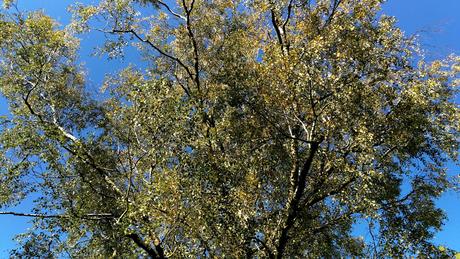Foto: Birke im Herbst