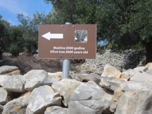 Steinalte Olivenbäume