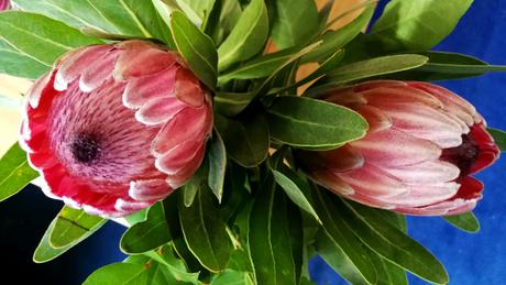Foto: Protheen in der Vase