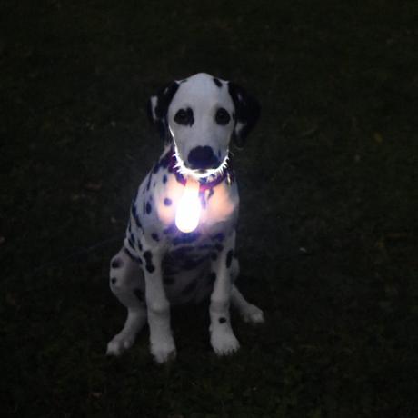 Selbstgemachte Leuchte am Hundehalsband mit Energizer
