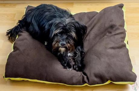 Wie der Hund sich bettet, so liegt er :) mit dem beheizbarem und kühlendem Thermoplace Körnerkissen fühlt Yankee sich pudelwohl