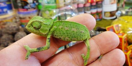 Marokko: heilsames Chamäleon