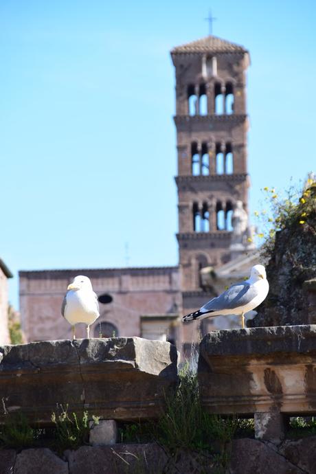 30_Moewen-im-Forum-Romanum-Foro-Romano-Citytrip-Rom-Italien